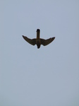 SX28374 Kestrel (Falco tinnunculus).jpg